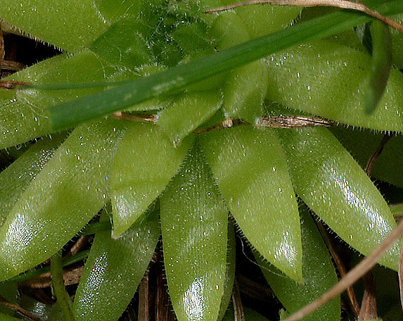 Sempervivum arachnoideum